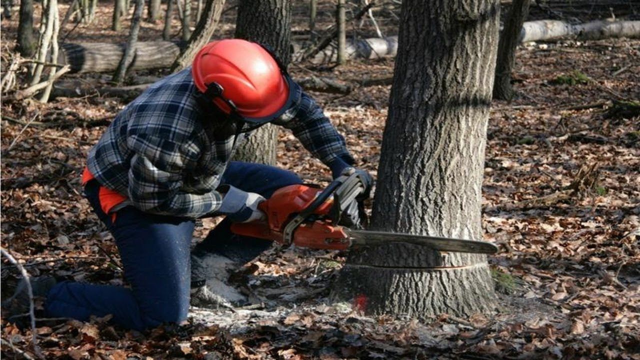 Why Proper Tree Care and Garden Planning Matter