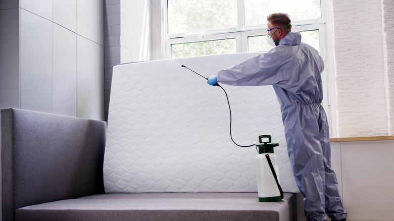 How to Protect Your Home From Bedbugs and Termites