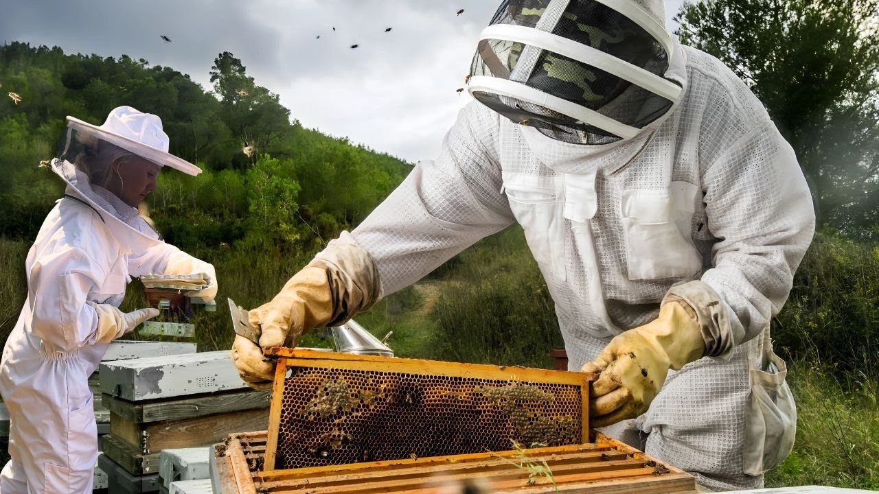 A Complete Guide to Safe Bee Relocation and Prevention