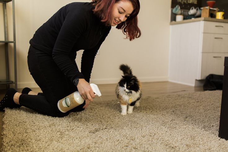 How Professional Pet Odor Cleaning Restores Freshness